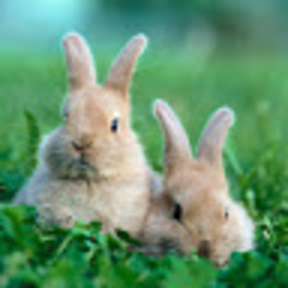 Meet your Posher, Stephanie - Picture 1 of 1